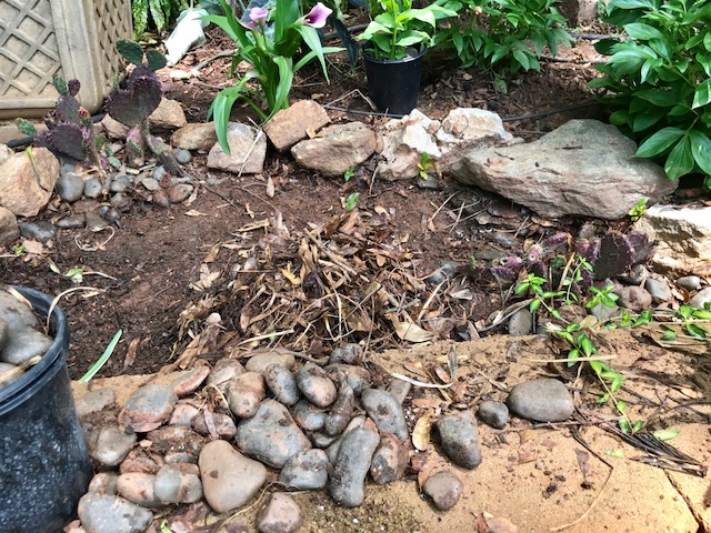 1 Cleaning out the cactus garden