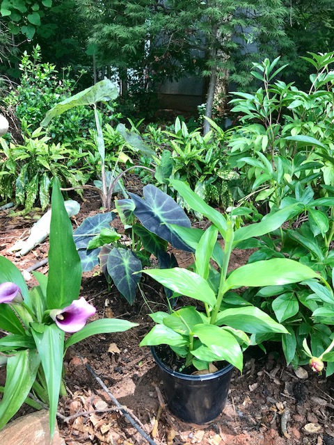 11 Filling in behind the cactus garden