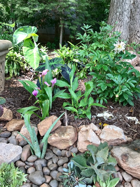 12 Cactus garden and beyond