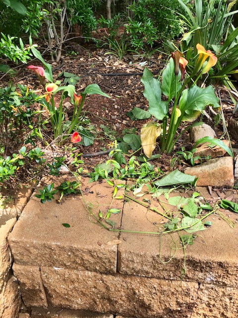 13 Good place for a banana tree