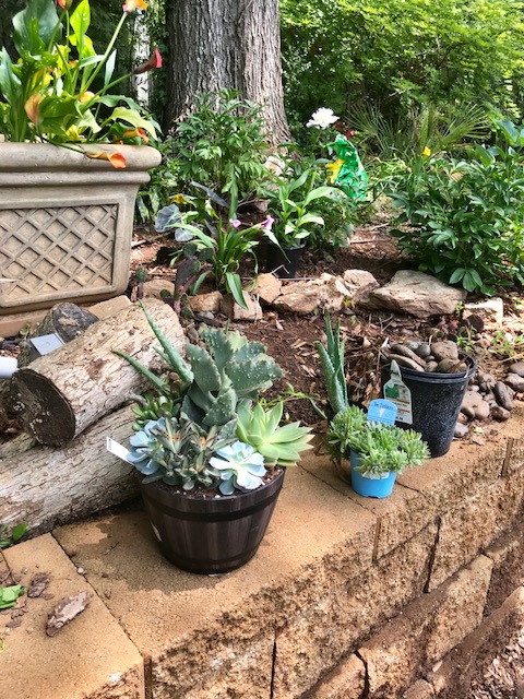 4 Cactus garden planning