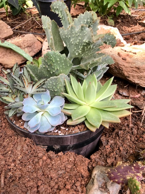 8 Using pots that can go into the house in the winter